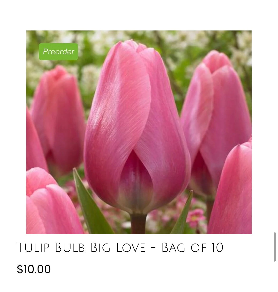 Big Love Tulip- 10 pack