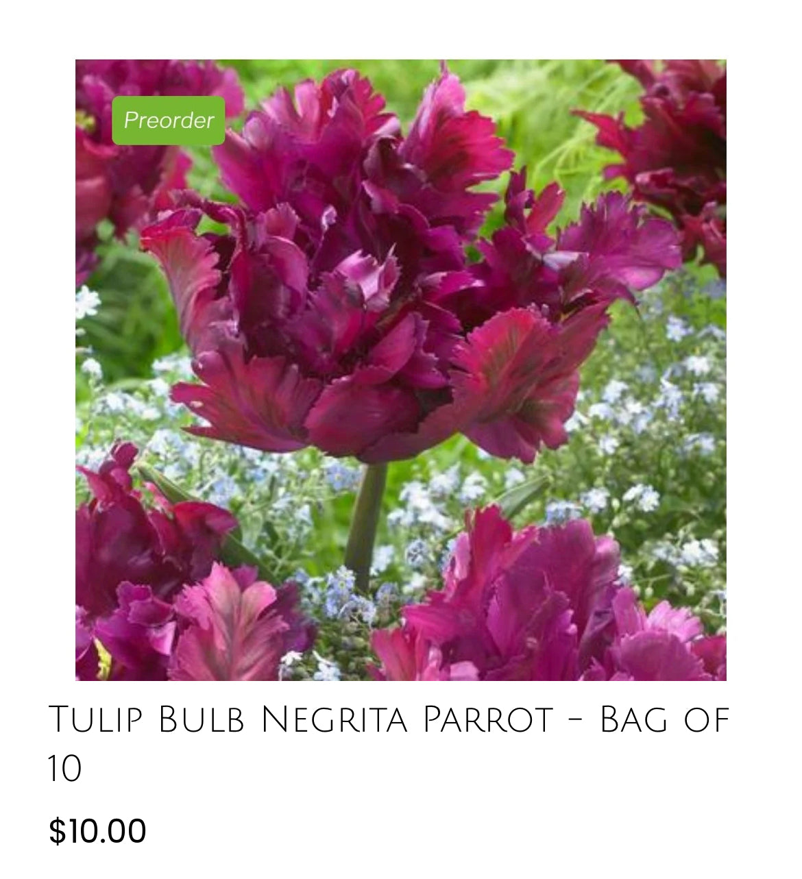 Negrita Parrot Tulip-10 pack