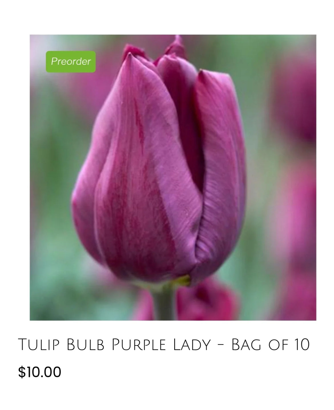 Purple Lady Tulip-10pack