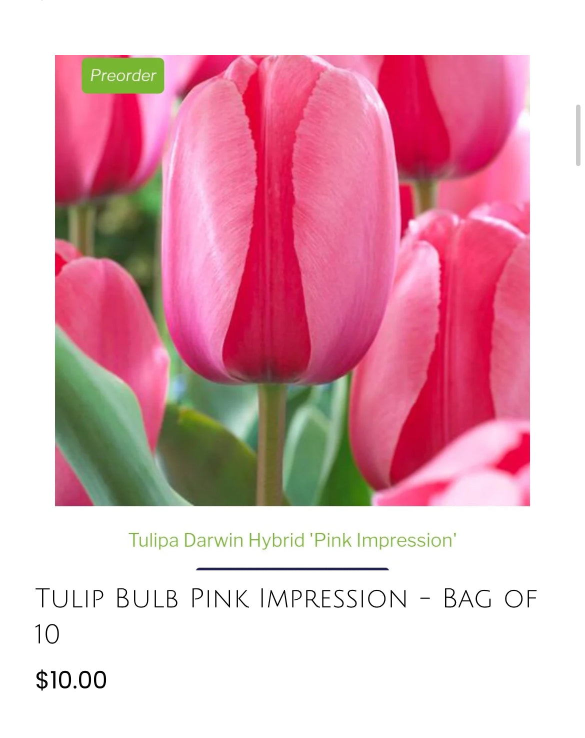 Pink Impression Tulip-10 pack