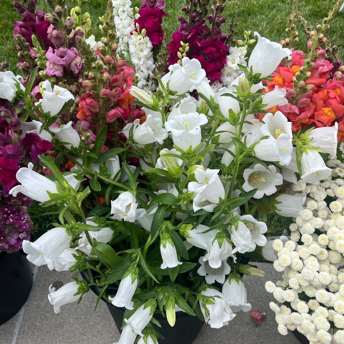 Bucket of Blooms