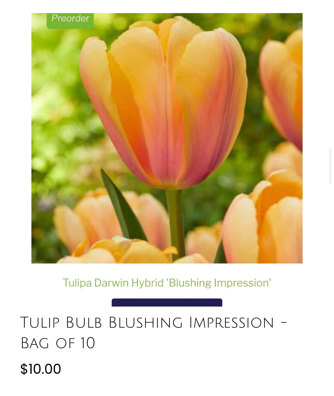 Blushing Impression Tulip-10 pack