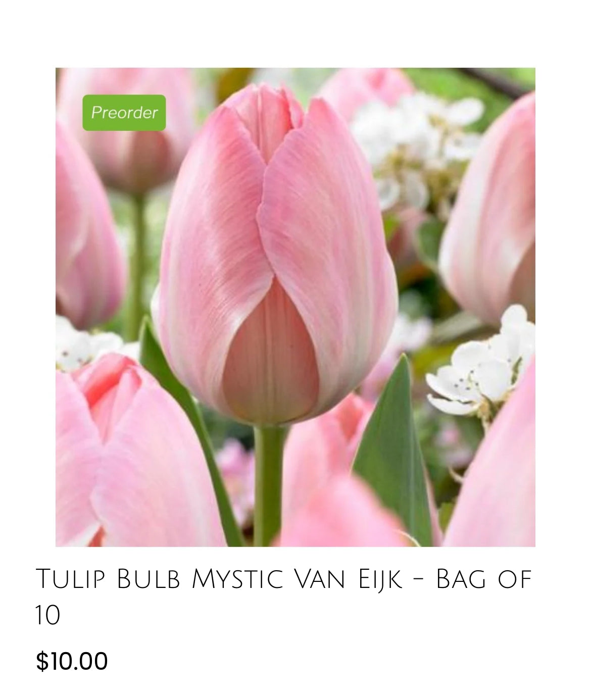 Mystic Van Eijk Tulip-10 pack