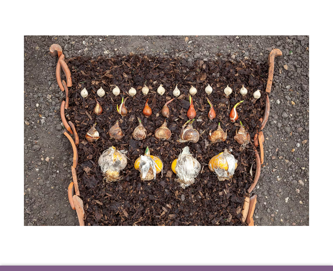 DIY Spring Lasagna Porch Pots Kit