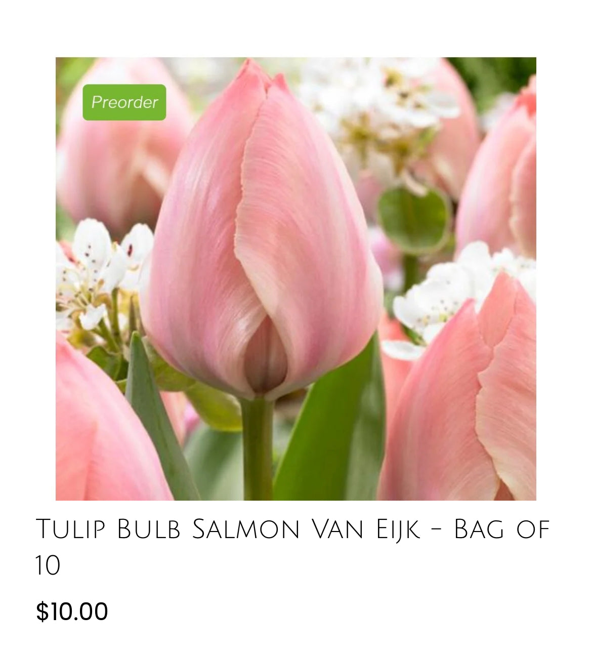 Salmon Van Eijk Tulip -10pack