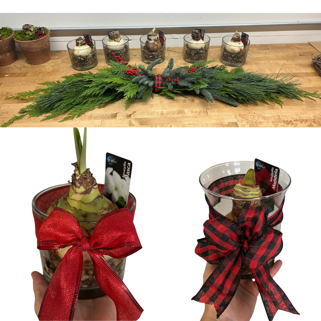 Holiday Amaryllis