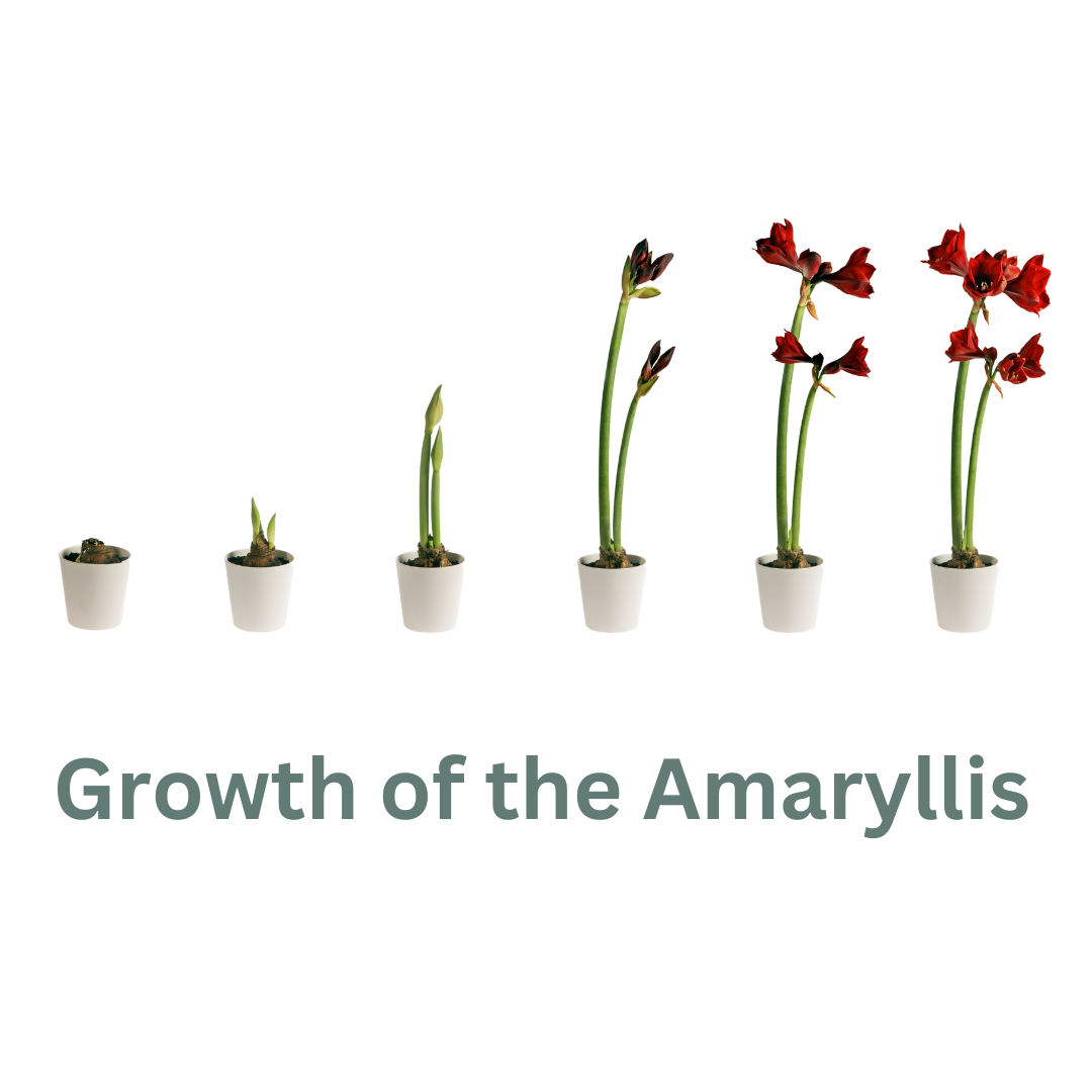Holiday Amaryllis