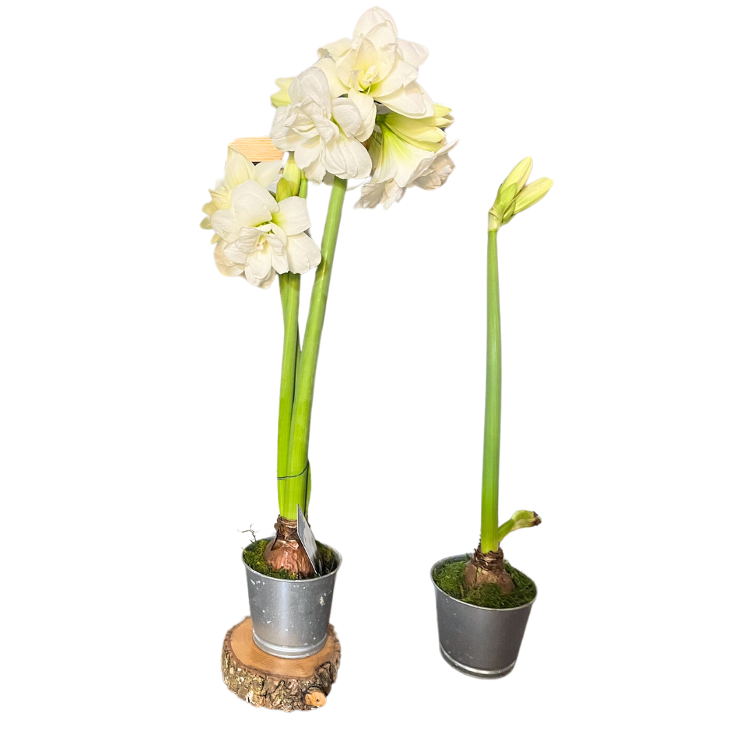 Holiday Amaryllis