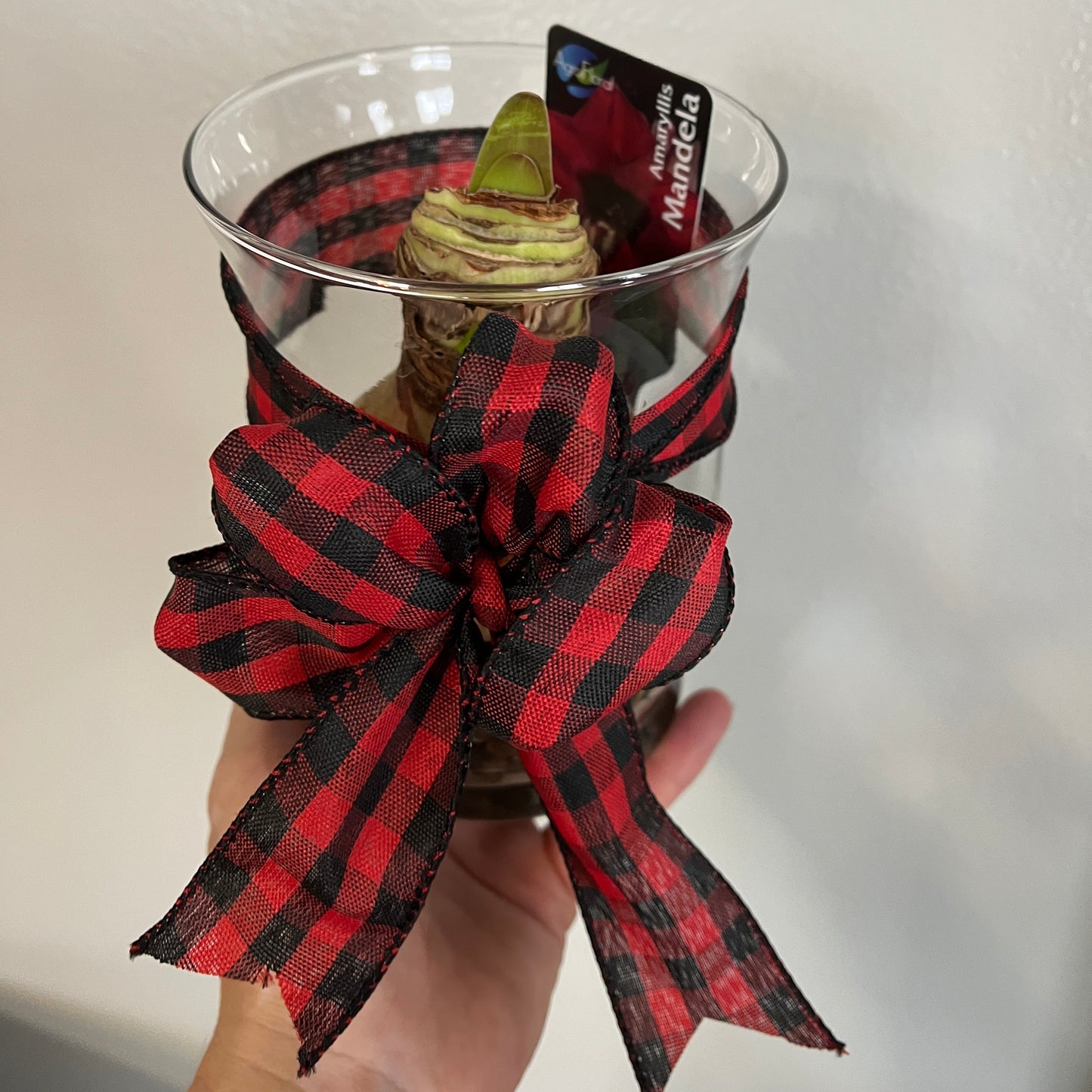 Holiday Amaryllis