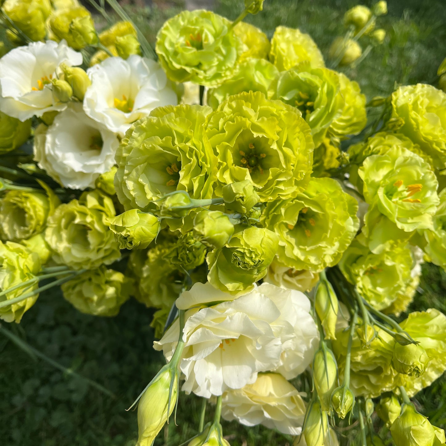 Wholesale
