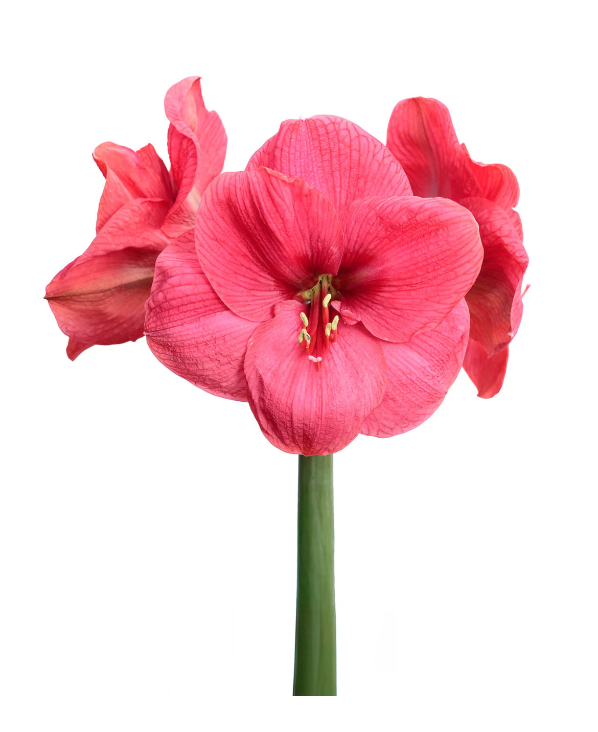 Galentines Amaryllis Workshop