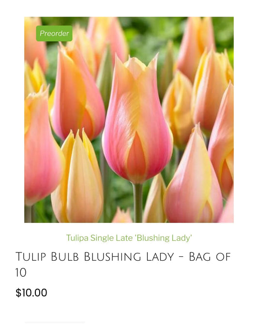Blushing Lady Tulip- 10 pack