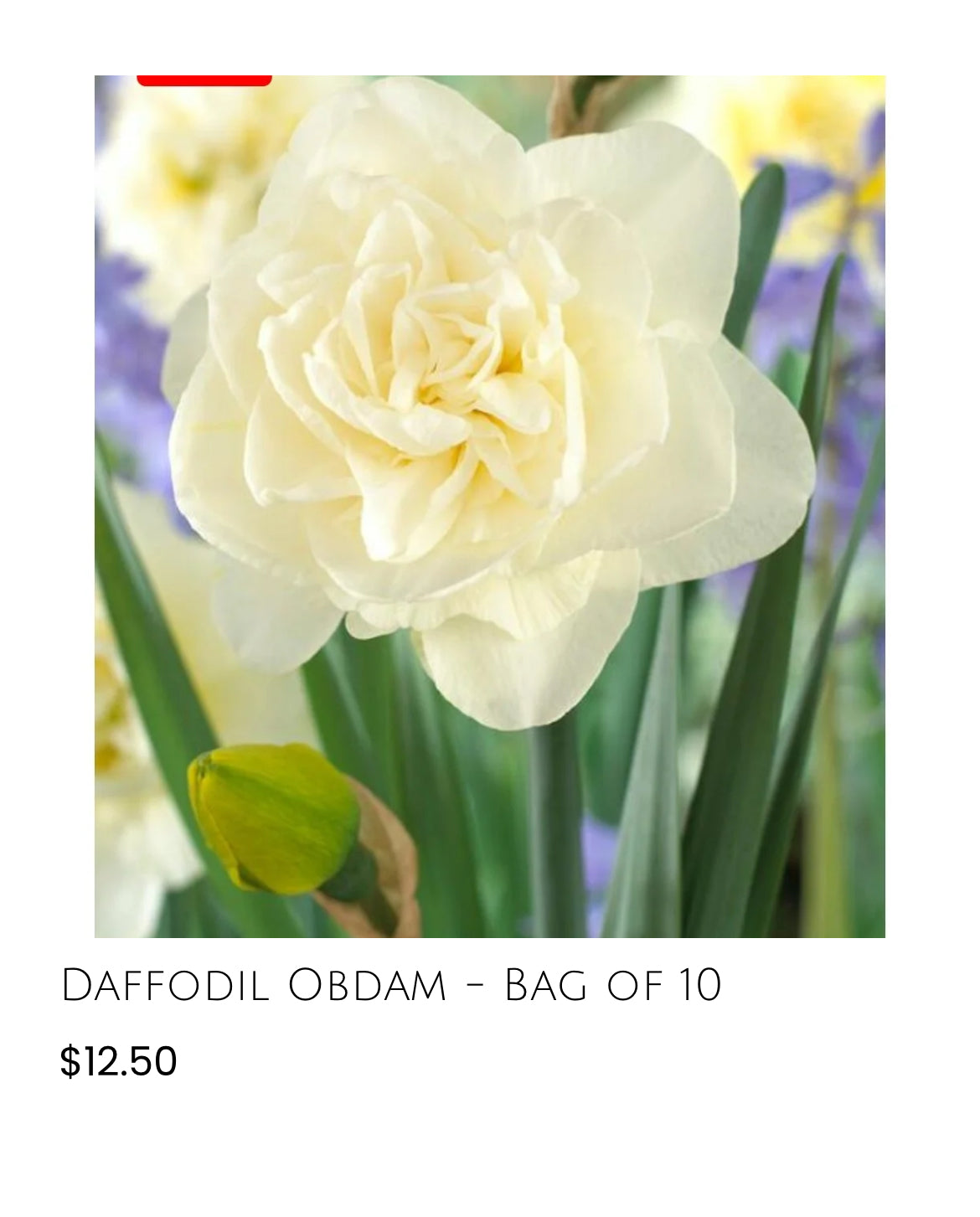 Heirloom Daffodils Obdam-10pack