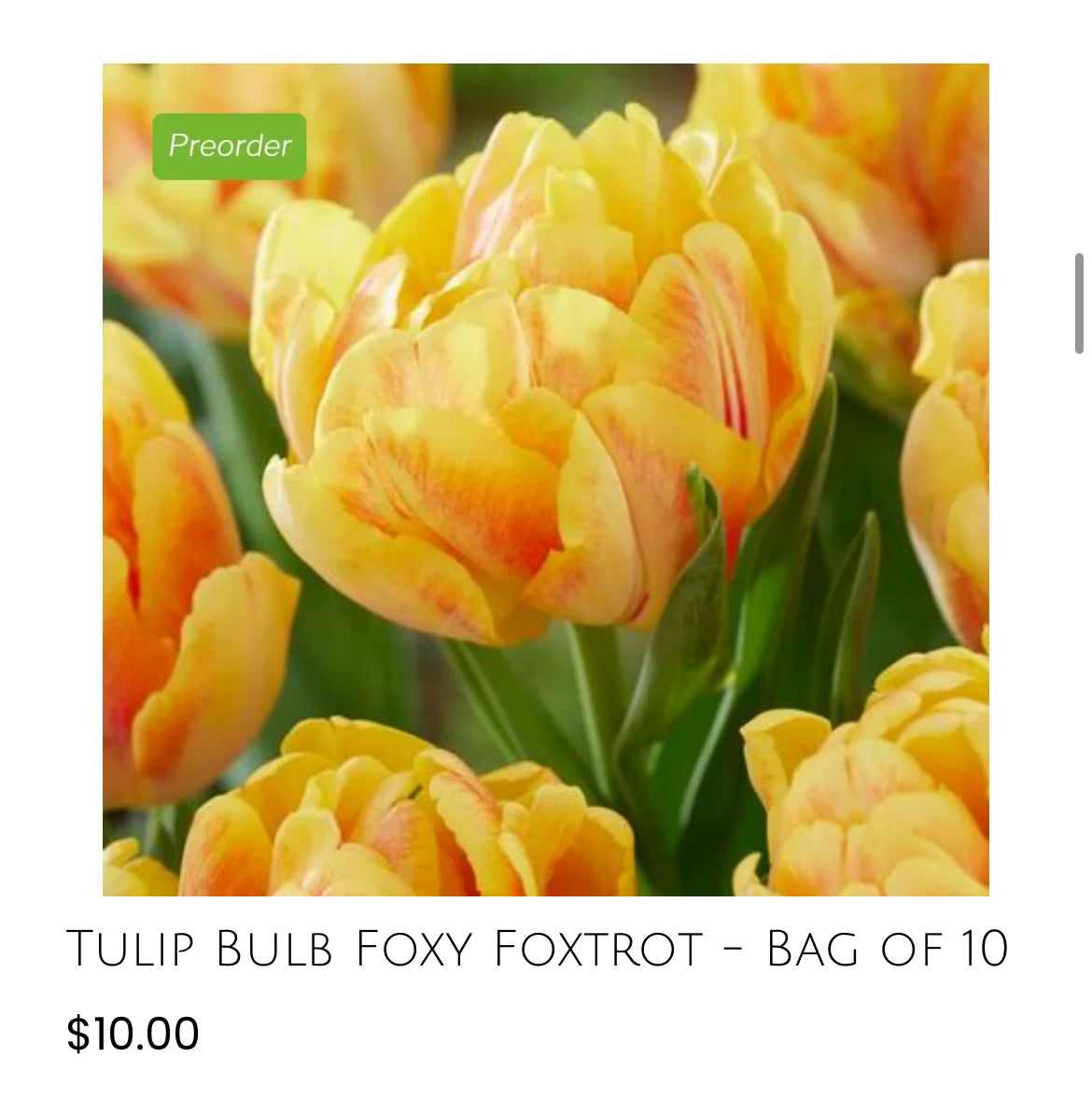 Foxy Foxtrot Tulips-10pack