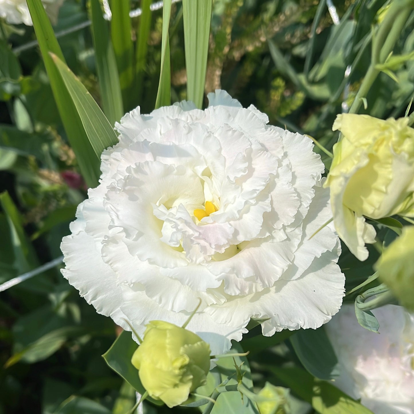 Wholesale
