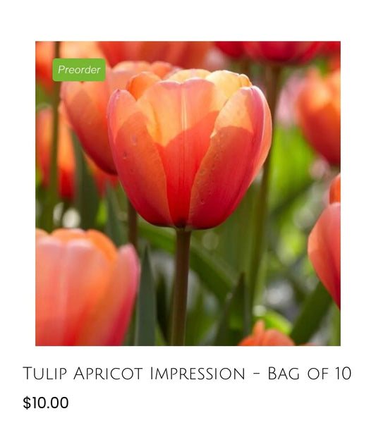Apricot Impression tulip - 10 pack of bulbs
