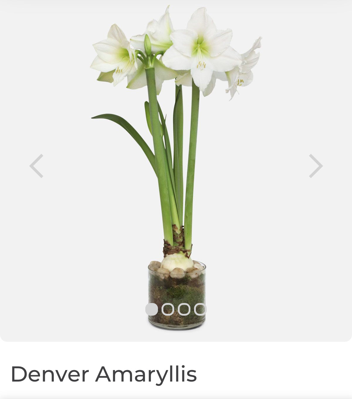 Galentines Amaryllis Workshop