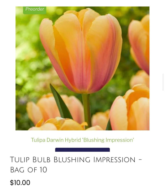 Blushing Impression Tulip-10 pack