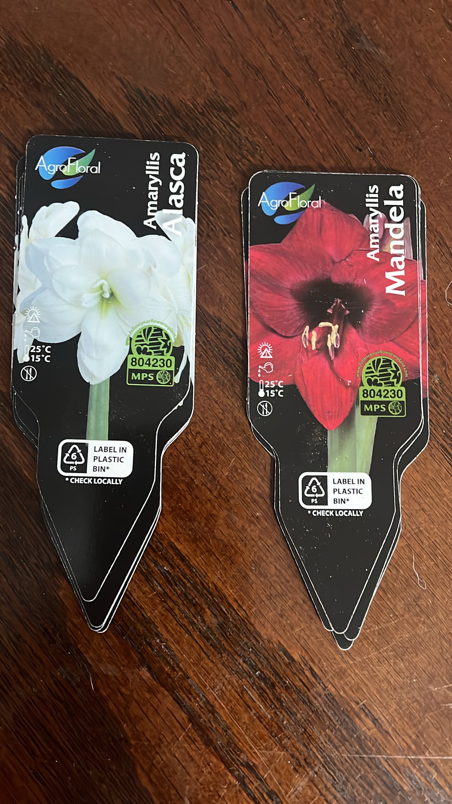 Holiday Amaryllis