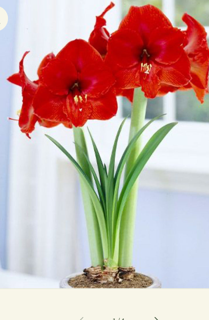 Galentines Amaryllis Workshop