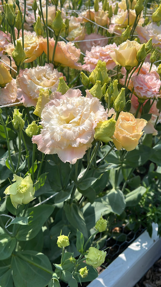 Wholesale