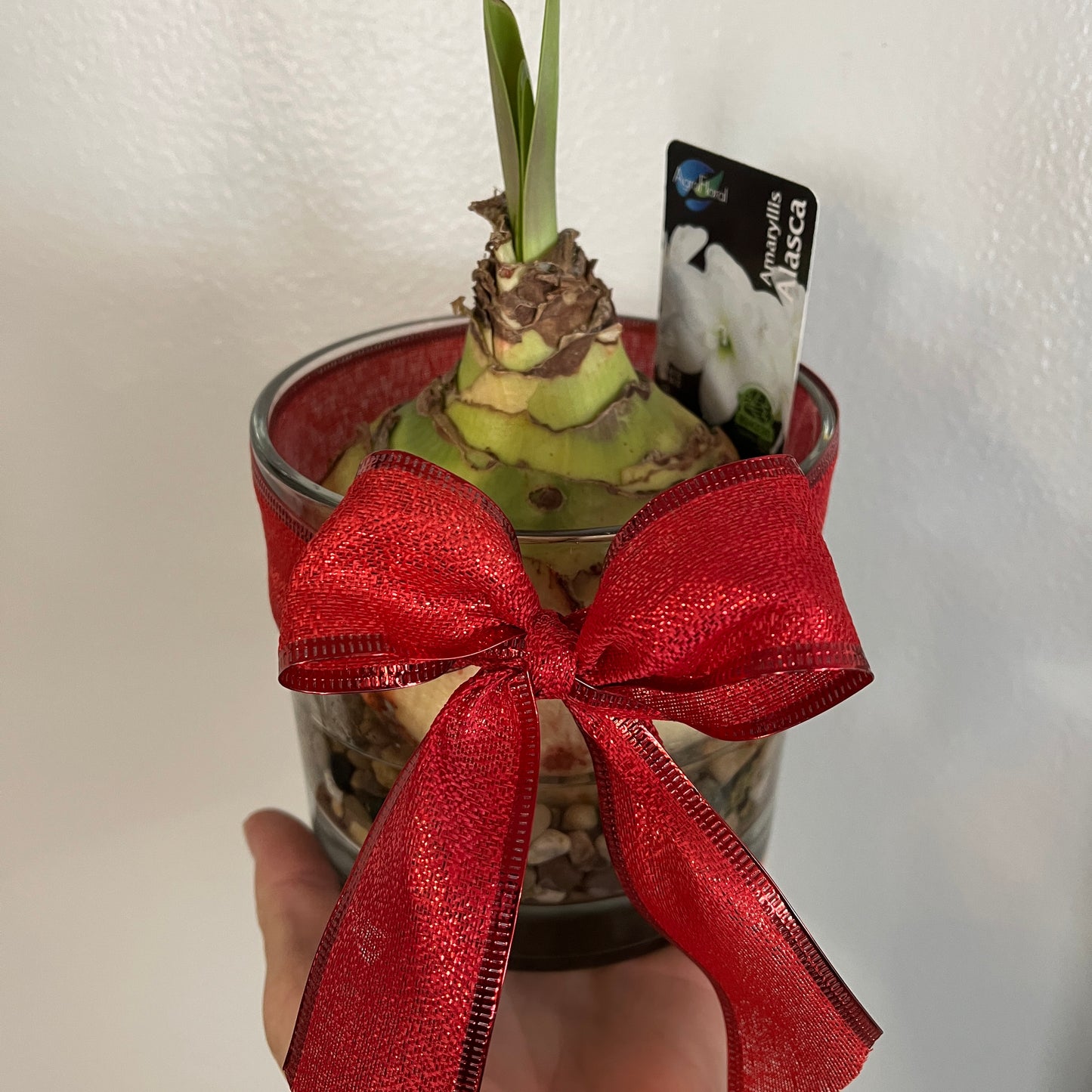 Holiday Amaryllis