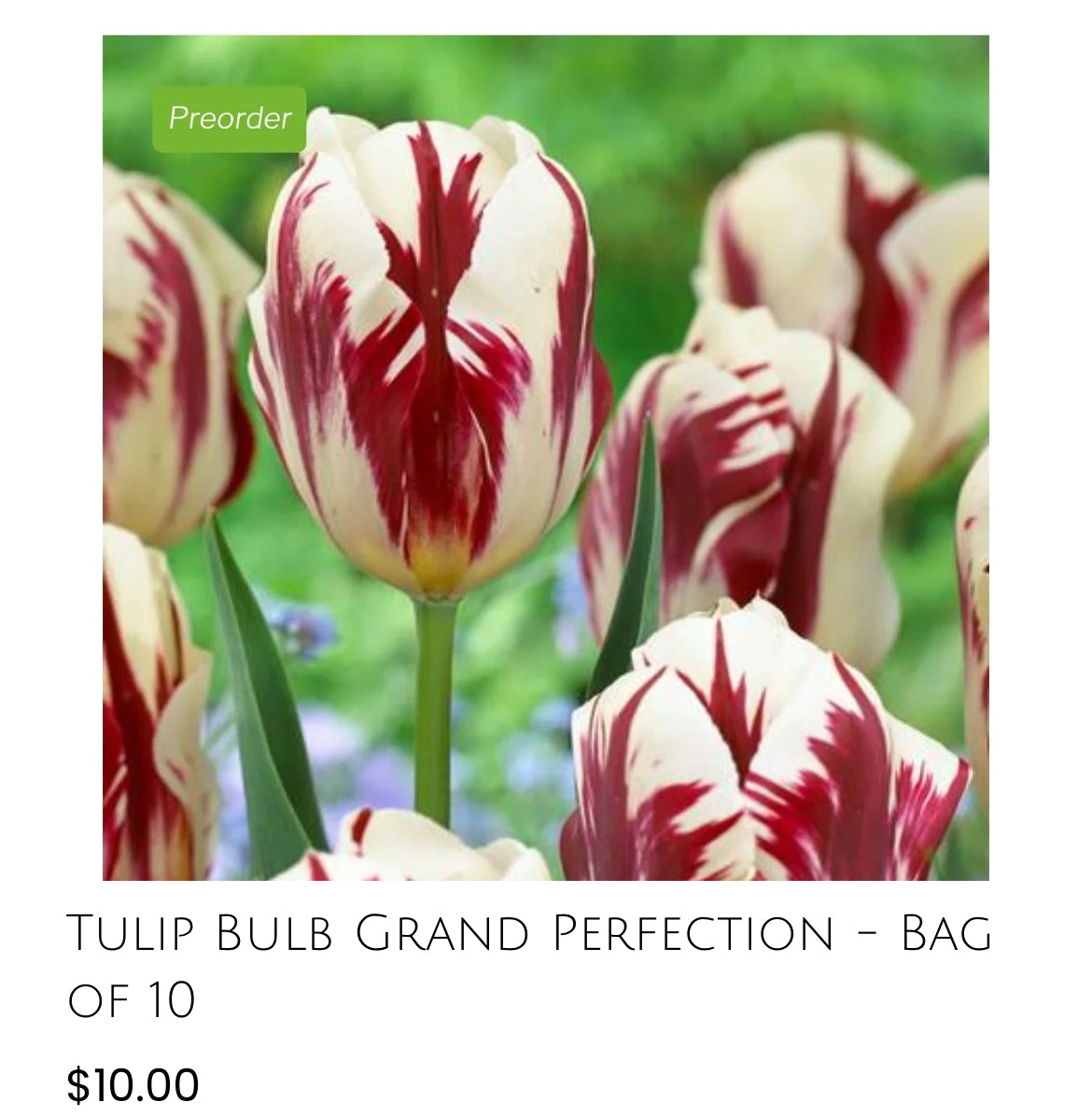 Grand Perfection Tulip-10pack