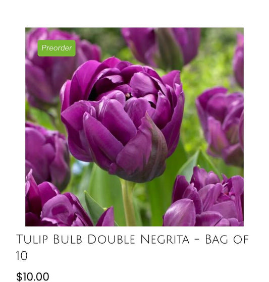 Double Negrita Tulip -10pack