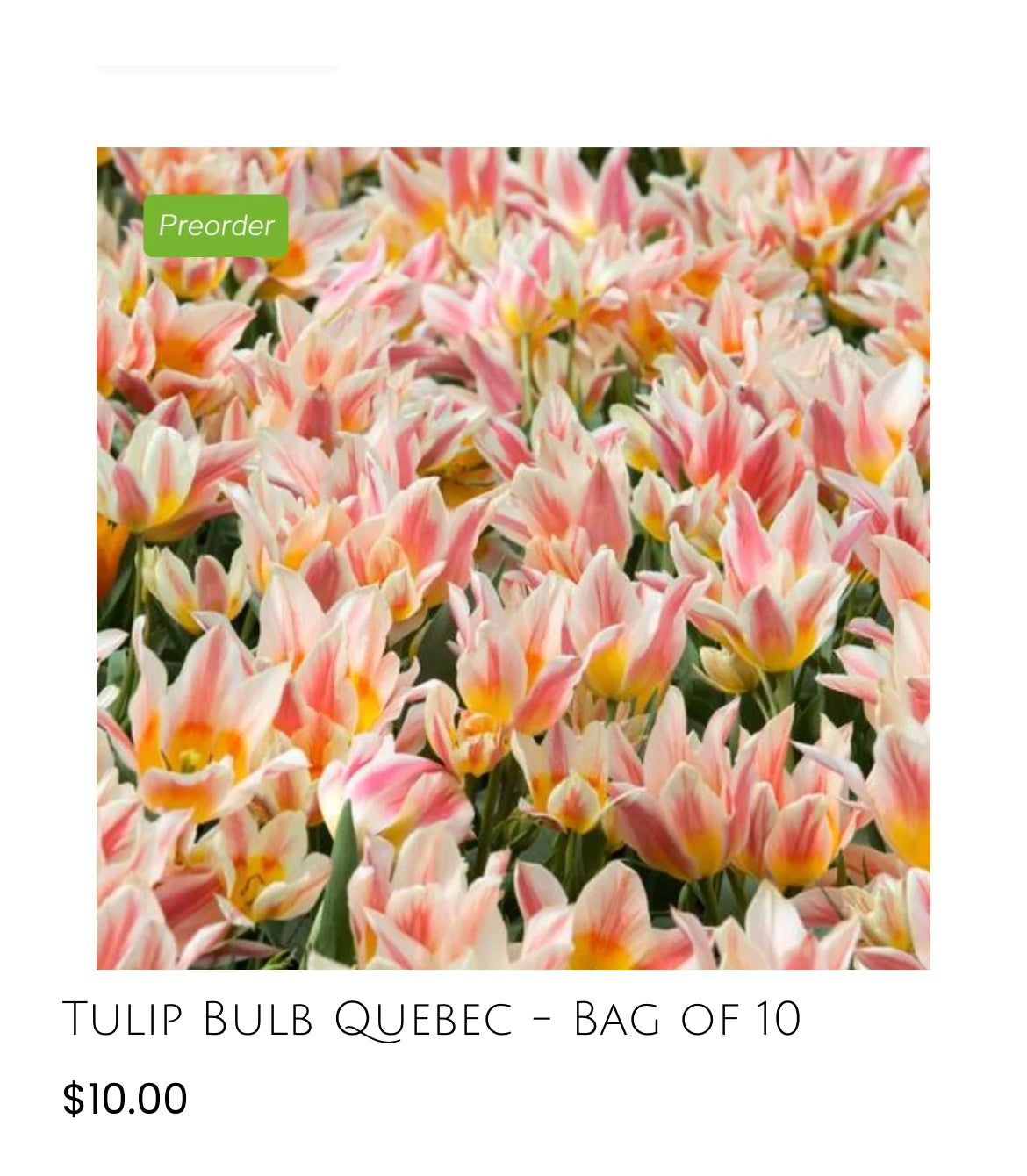 Quebec Tulip-10pack