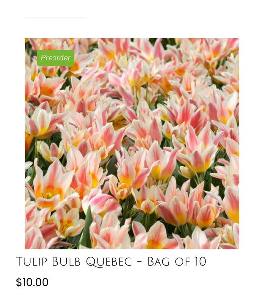 Quebec Tulip-10pack