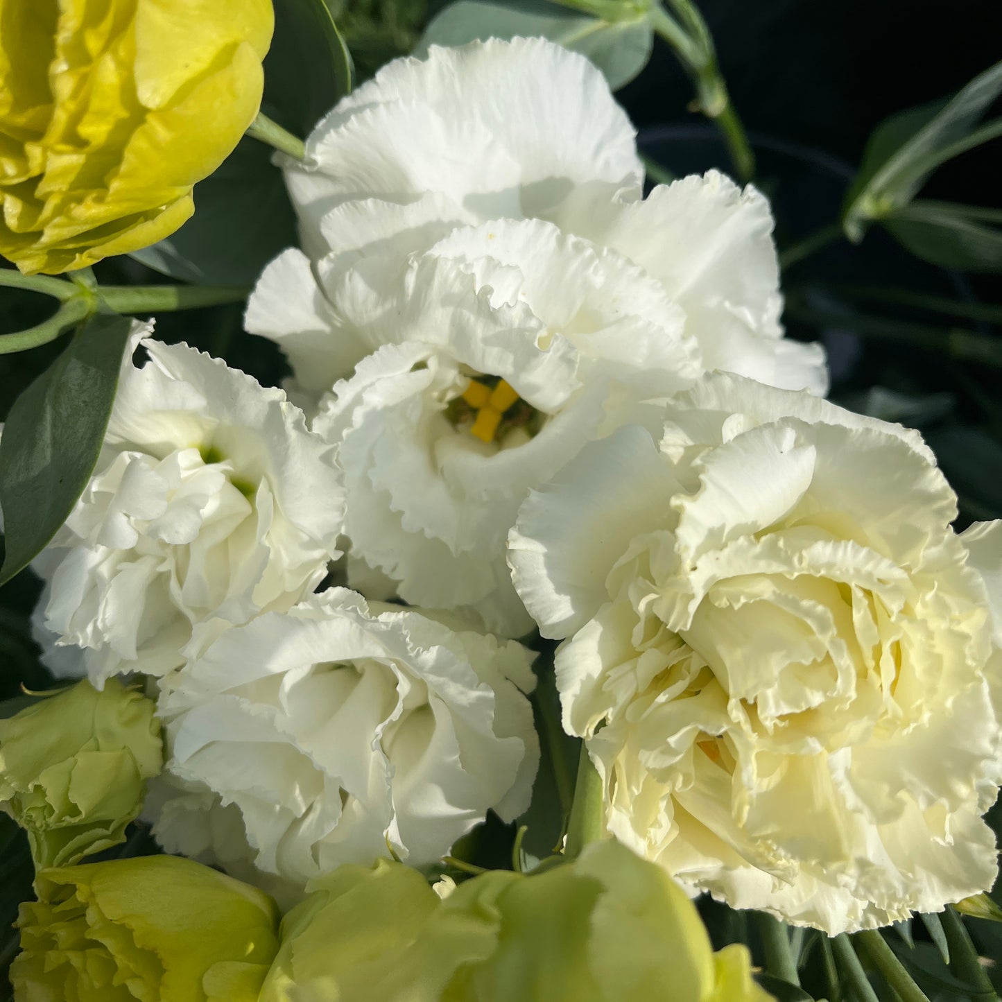 Wholesale