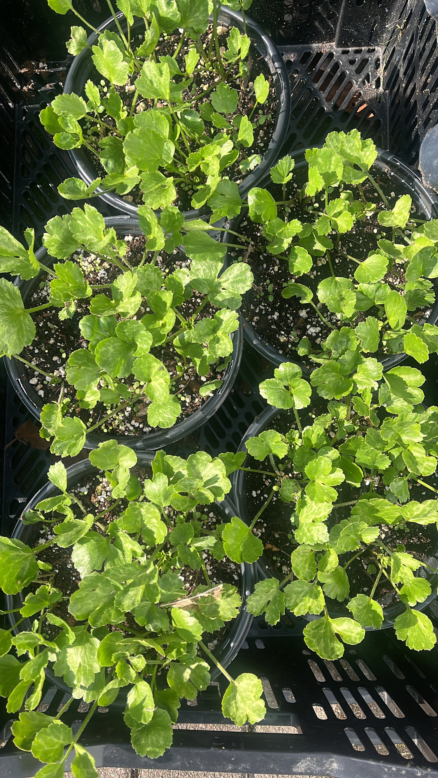 Ranunculus Pots