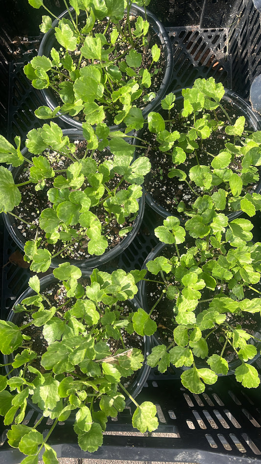 Ranunculus Pots