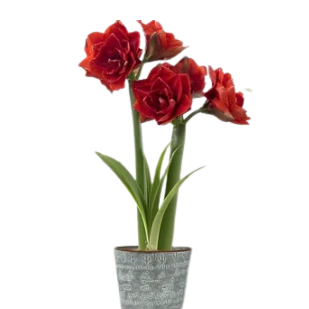 Holiday Amaryllis