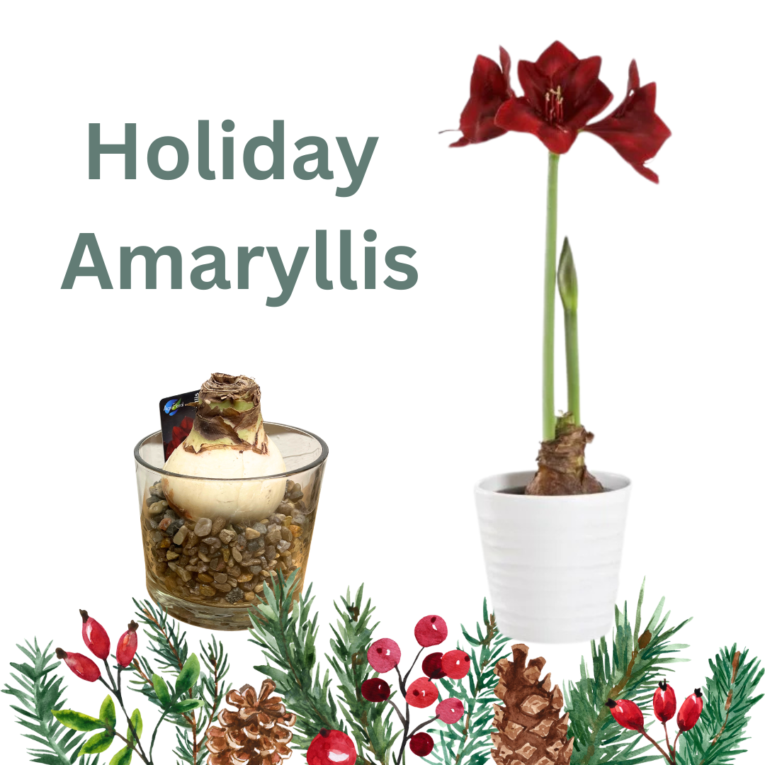Holiday Amaryllis