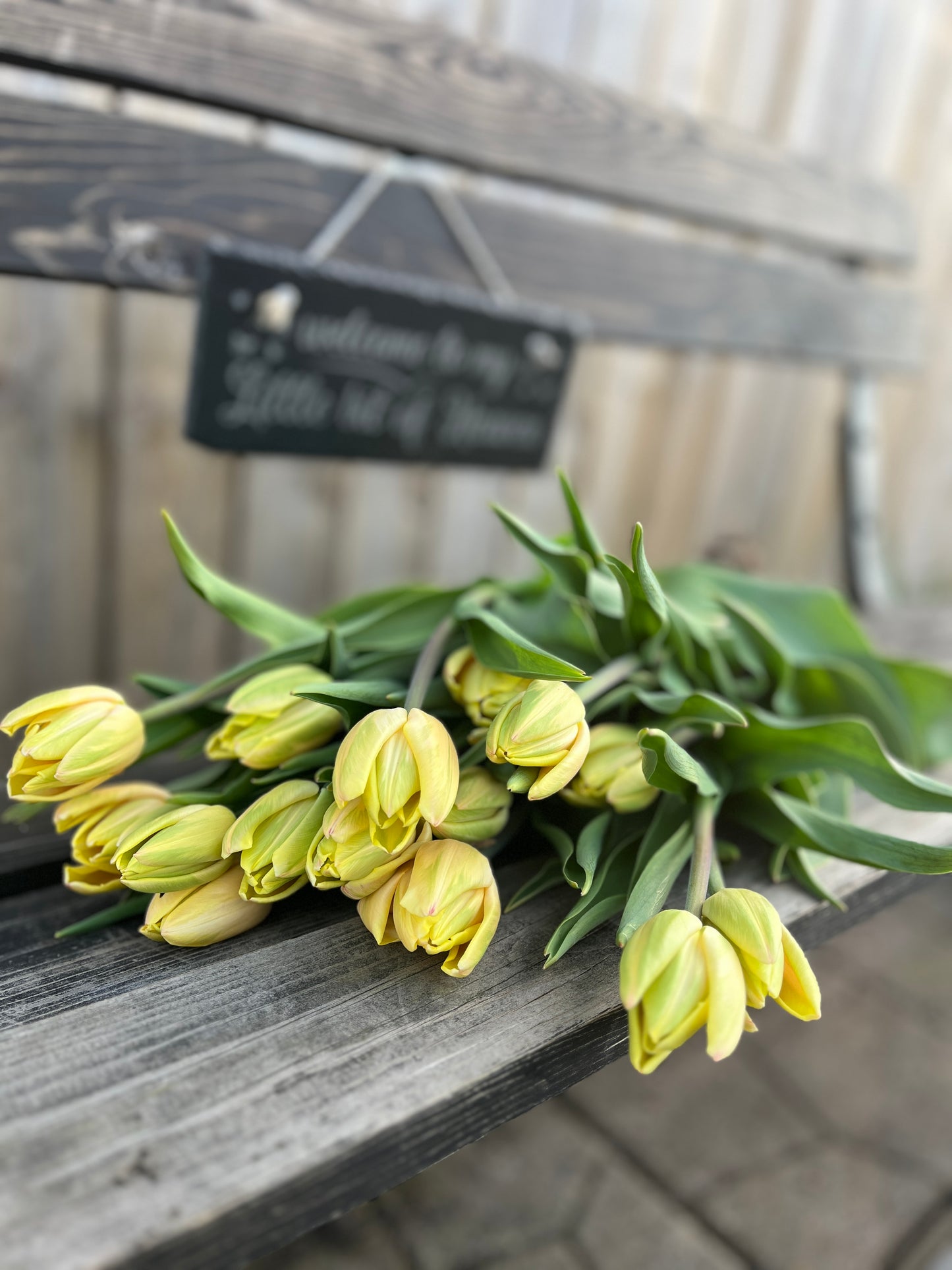Yellow Heirloom Tulips from Urban Garden Blooms